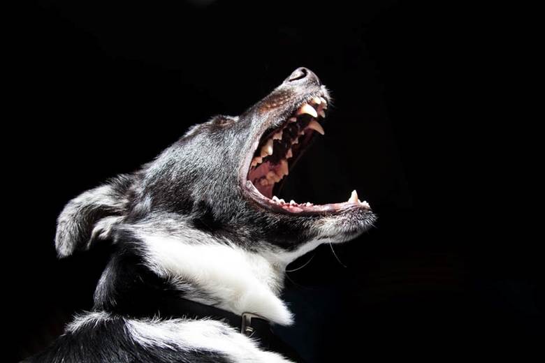 Dog Bite